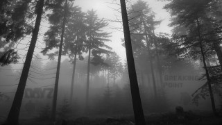 Foggy forest trees sign break - a foggy forest free wallpaper