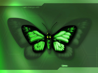 Green butterfly yellow eyes leaf - david imms free wallpaper
