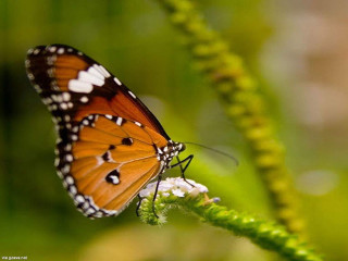 Butterfly flower field grass blurry 4 - a butterfly free wallpaper for desktop