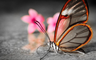 Butterfly red black wing pink - border free wallpaper for desktop