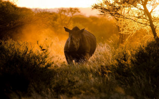 Rhino tall grass sunset trees - wildlife photography free wallpaper for desktop