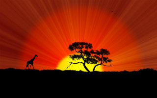Giraffe tree sunset bird flying - a giraffe free wallpaper