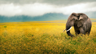 Elephant yellow flowers cloudy sky - an elephant free wallpaper