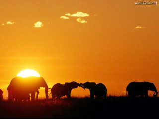 Elephants sunset field clouds background - a group of elephants free wallpaper