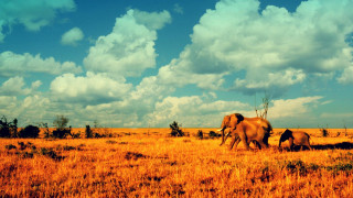 Elephants walking dry grass cloudy - a dry grass free wallpaper