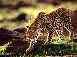 Leopard walking grass rocks trees - a leopard free wallpaper
