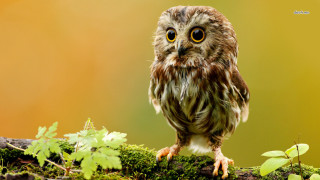 Small owl mossy branch leaves 3 - a small owl free wallpaper for desktop