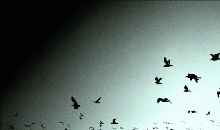 Flock birds flying sky dusk - dusk free wallpaper for desktop