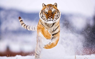 Tiger running snow wild paws - its front paw free wallpaper for desktop