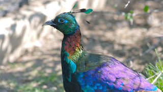 Colorful bird stonewall greenfield hydrangea - a lush green field next free wallpaper for desktop