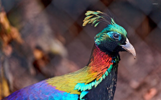 Colorful bird long beak chain - free animals wallpaper for desktop