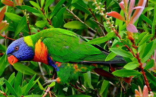 Colorful bird perched tree branch 7 - beak free wallpaper