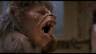 Monkey open mouth sharp teeth - arnie swekel free wallpaper