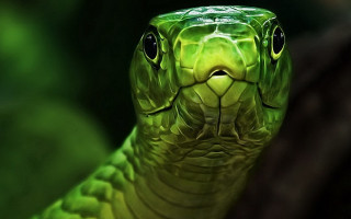 Green snake head turned side - its eye wide open free wallpaper for desktop