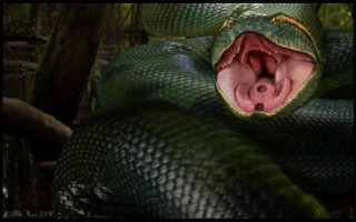 Green snake mouth open wide - mouth wide open free wallpaper