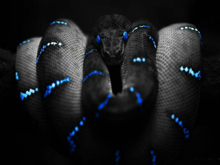 Blue black snake head turned 3 - tongue free wallpaper for desktop