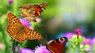 Butterflies flower sun ground - nature free wallpaper