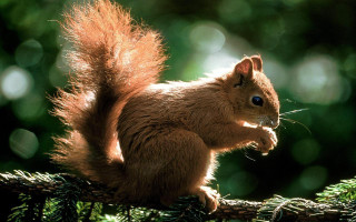 Squirrel sitting branch forest nature - a nut free wallpaper for desktop