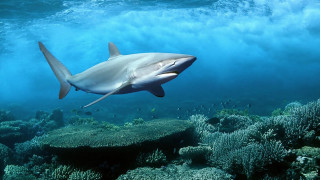 Shark swimming coral reef ocean 4 - a fish nearby free wallpaper