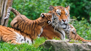 Tigers playing grass tree rocks - free animals wallpaper