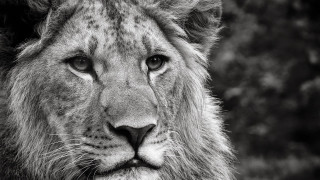 Lion black white photo eyes - a blurry background of trees free wallpaper for desktop