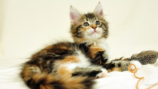 Kitten white sheet looking up - a feather free wallpaper