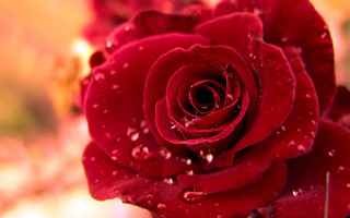 Red rose water droplets petals 9 - petal free wallpaper