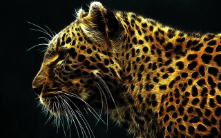 Leopard closeup black background yellow - a close up of a leopards face free wallpaper