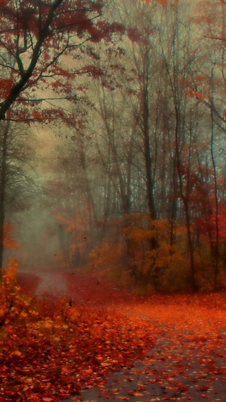 Road woods leaves fire hydrant - free autumn wallpaper for mobile