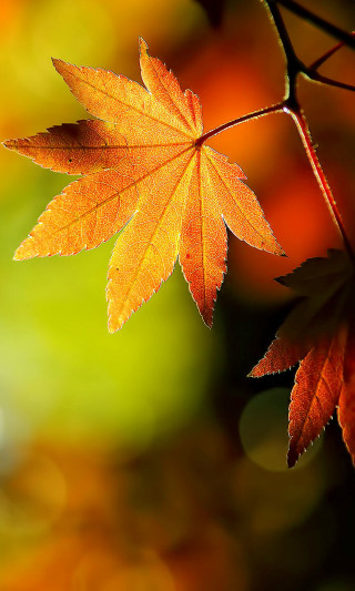 Close up leaf tree branch - free autumn wallpaper for mobile