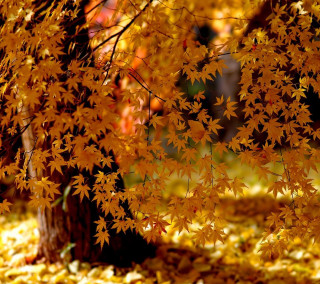Tree yellow leaves fall blurry - free autumn wallpaper for tablet