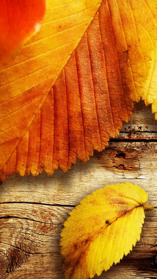 Yellow leaf wooden surface red - free autumn wallpaper for mobile