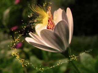 Flower fairy field bokeh detailed - a fairy free wallpaper