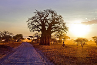 Dirt road field tree giraffe - wildlife photography free wallpaper for desktop