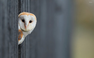 Barn owl peeking fence post - a barn owl free wallpaper