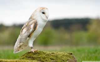 Barn owl mossy rock field - a barn owl free wallpaper