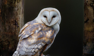 Barn owl tree stump forest - a barn owl free wallpaper