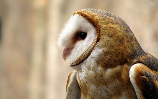 Barn owl closeup blurry background - a blurry background of trees and bushes free wallpaper for desktop