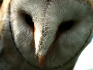 Owl closeup blurry background face - free animals wallpaper