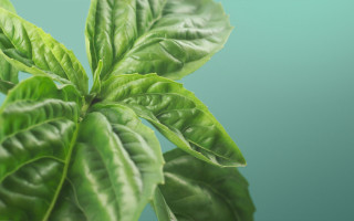 Green plant leaves blue background - a green plant free wallpaper