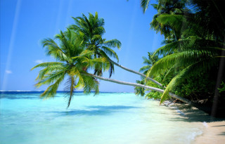 Palm tree beach clear water 5 - clear water free wallpaper