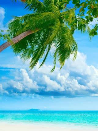 Palm tree beach blue sky 29 - free bikini wallpaper