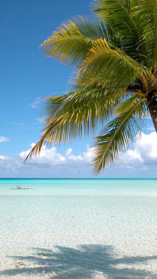 Palm tree beach boat blue - a boat in the distance free wallpaper for mobile