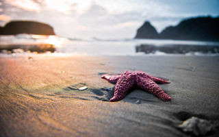Starfish beach sun rock foreground - a starfish free wallpaper