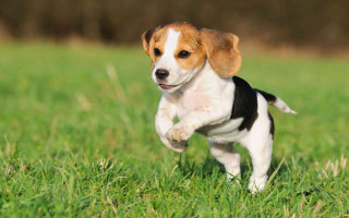 Small dog running field grass - a small dog free wallpaper
