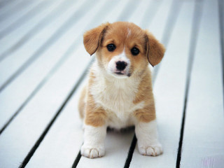 Puppy sitting wooden deck sad - a wooden deck free wallpaper