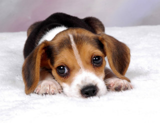 Puppy lying white blanket sad - a white blanket free wallpaper