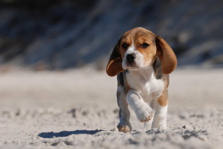 Beagle puppy running sandy beach - a sandy beach free wallpaper for desktop