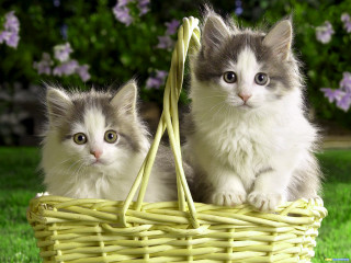 Kittens basket grass sun outside 2 - net art free wallpaper