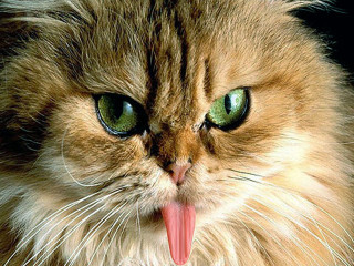 Cat tongue out angry green - angry free wallpaper